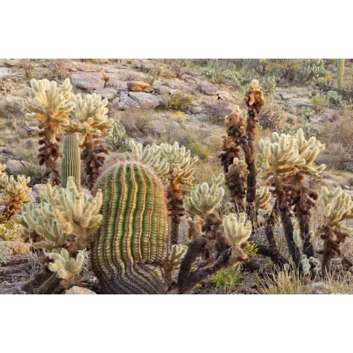 USA, Arizona, Tucson Desert scenic in Saguaro NP